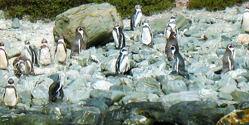 На узбережжі Чилі живуть пінгвіни Гумбольдта.
