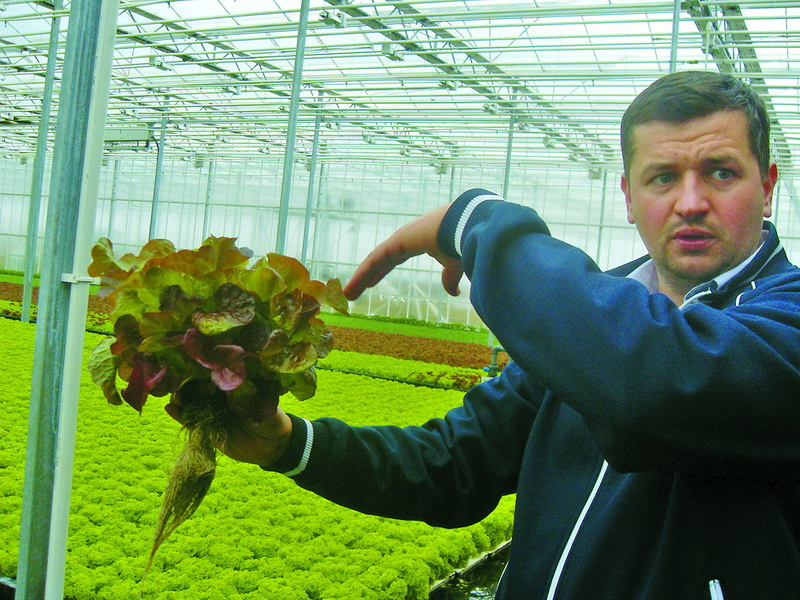 Директор ТОВ «Галіція Гринері» Сергій Ленчук розповідає про технологію вирощування салату.