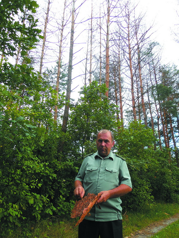 Лісничий Леонід Лисюк показує кору, яку скинуло хворе дерево.