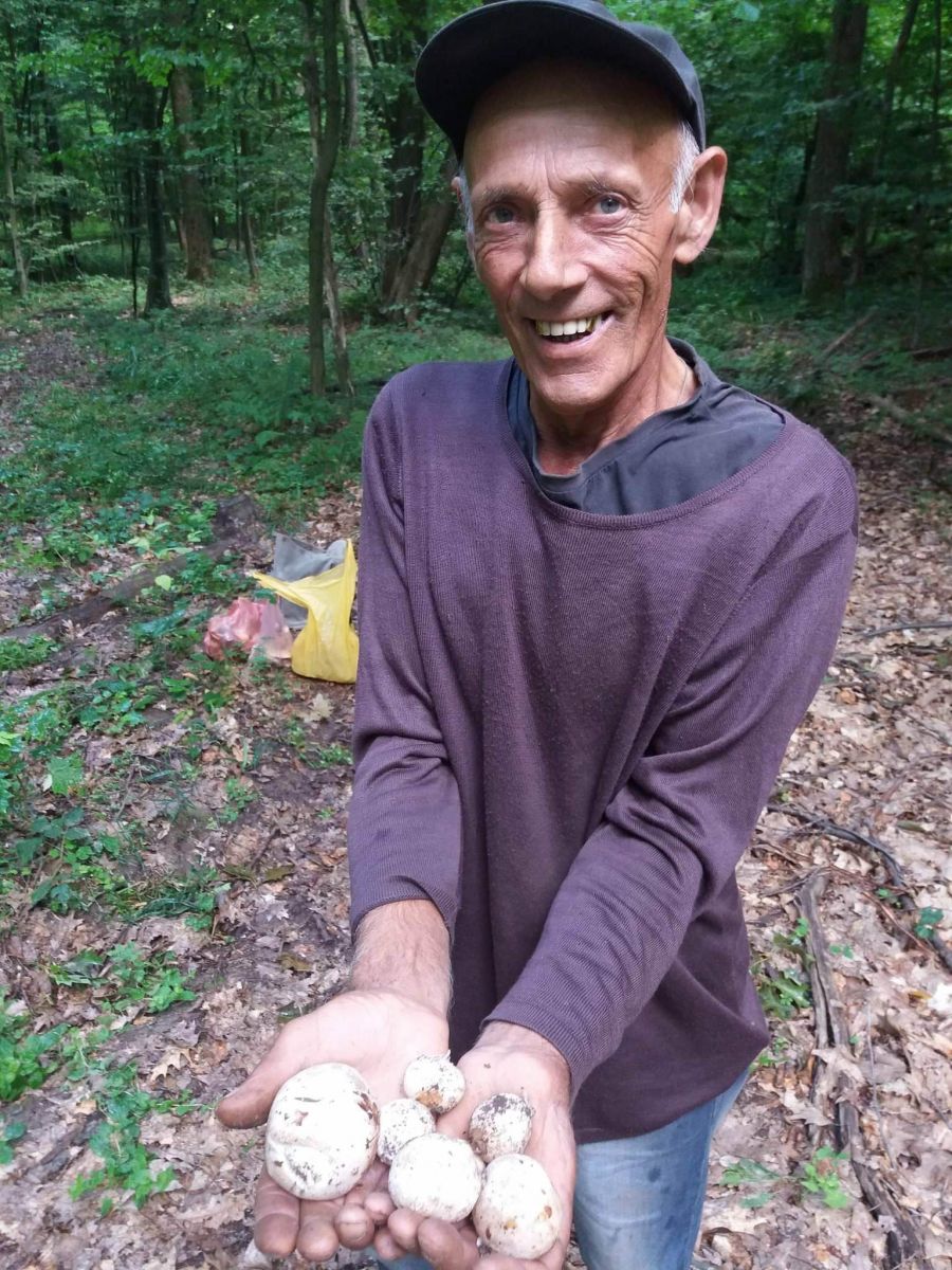 У лісі вуйко Славко збирав ще й лікувального гриба-«веселку» - і задарма роздавав його людям.