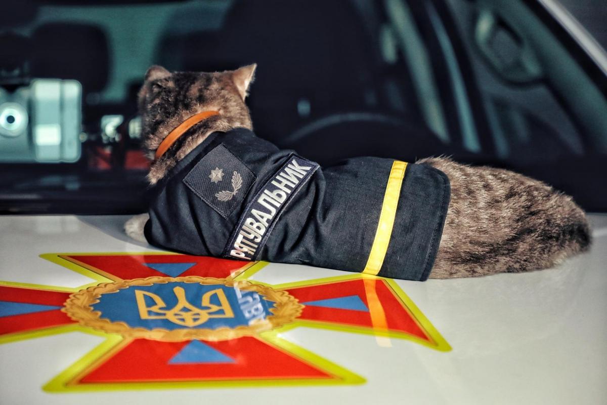 Для кота Чіваса пошили спецформу рятувальника (фото: facebook.com/mvs.gov.ua)