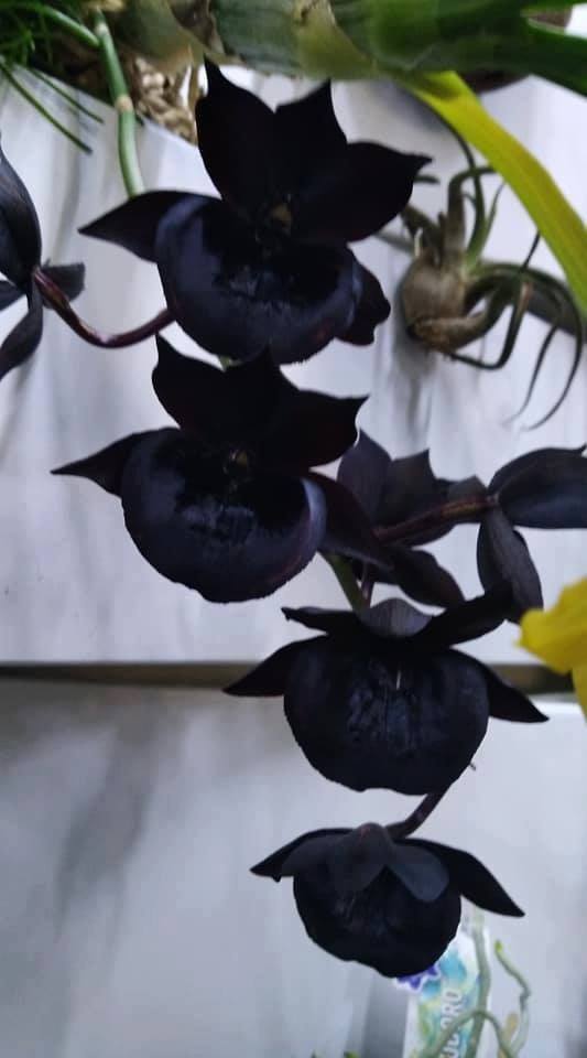 Чорна орхідея завоювала найбільше глядацьких симпатій