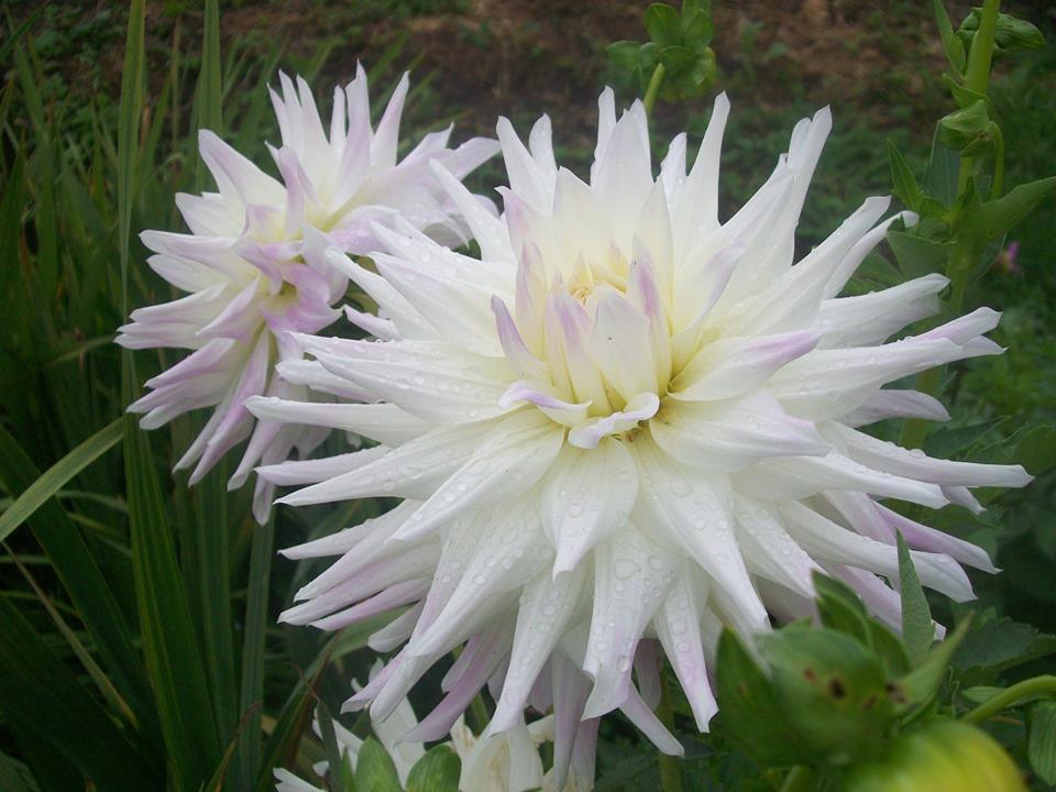 Фото автора / Біла кактусовидна жоржина