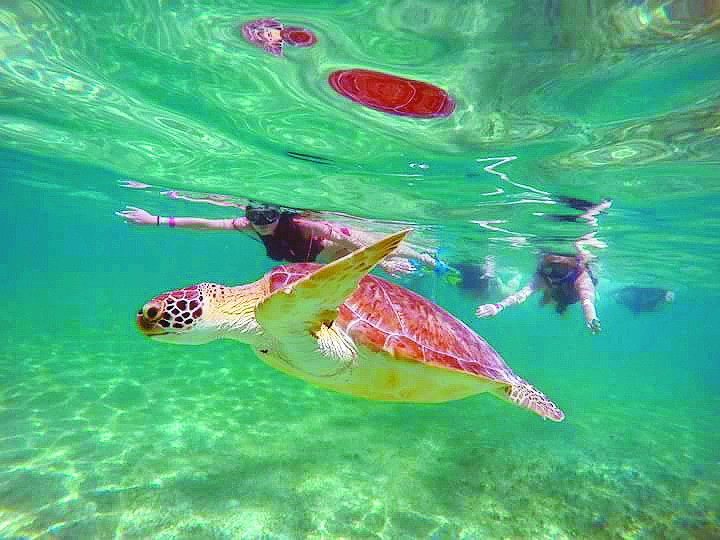 Підводне плавання з... черепахами.