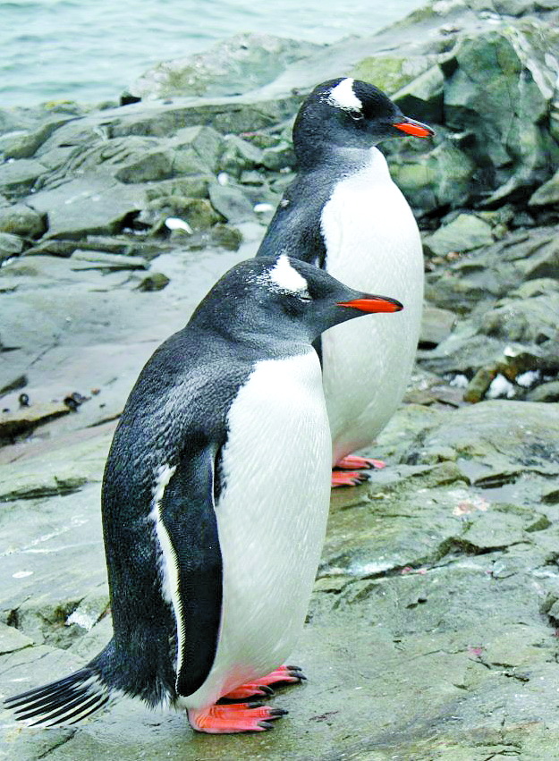 Пінгвіни людей не бояться, але у їхньому товаристві не почуватимешся щасливим, бо жахливо тхнуть. 