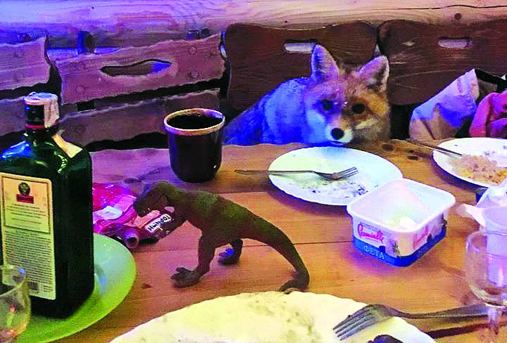 Львівська туристка каже, що її вечерю доїдала... лисиця. А може, вона така ж бутафорна, як і динозавр на столі?