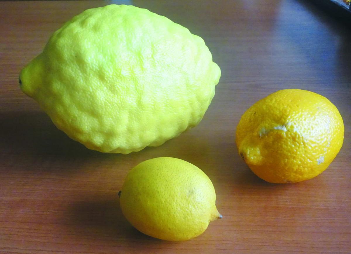 Лимон пані Алли у порівнянні з купованими