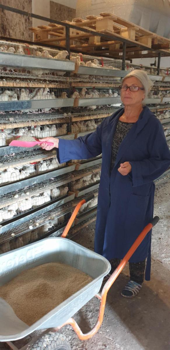 Працівниця ферми Марія Матис щодня годує перепілочок і бережно збирає та упаковує яйця. Фото автора