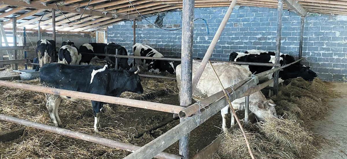 Коровам на фермі — затишно. Фото Наталії Багрій