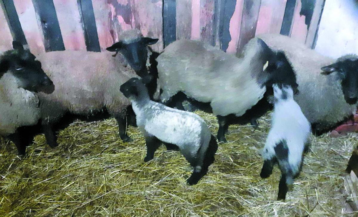 Вівці і ягнятка у стаєнці – живі символи Різдва. Фото автора