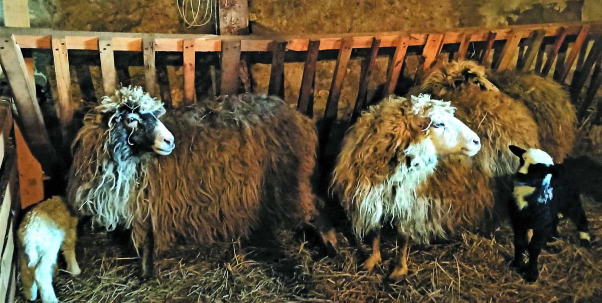 Вівці і ягнята. Фото автора