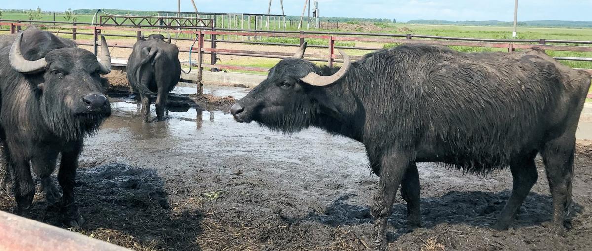 Після смачного обіду буйволи приймають «грязеві ванни». Фото автора