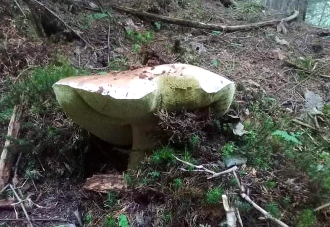 Із землі виднівся лише капелюх гриба, тож його довелося буквально добувати із землі.