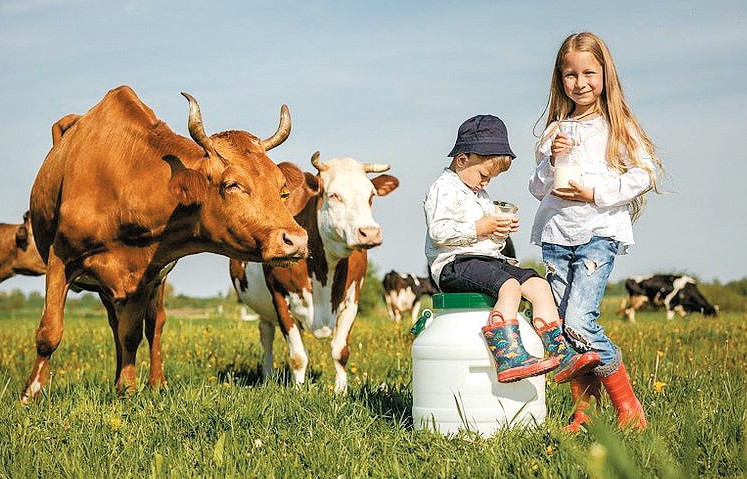 Отримане від корів молоко охоче п’ють діти дбайливого подружжя – Софійка й Захарко.