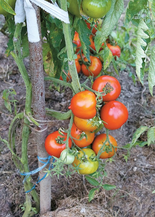 Цьогоріч у Юрія Романюка добре вродили помідори.