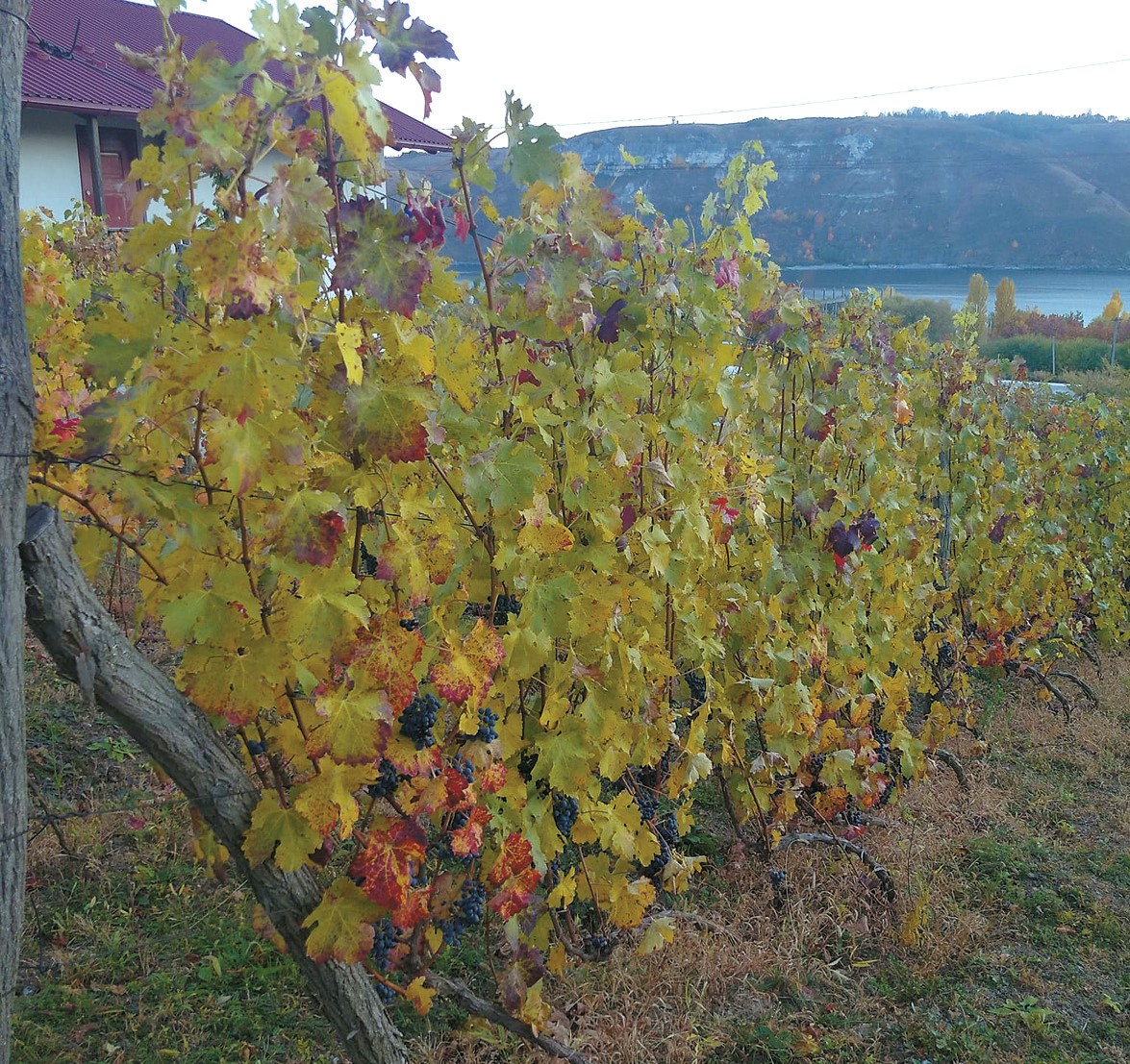 У долині Дністра добре росте виноград.