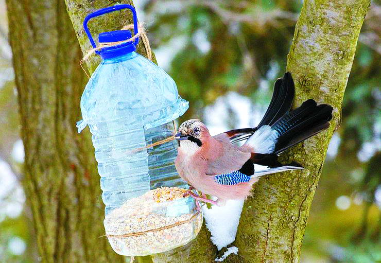 Пляшка з-під води може слугувати птахам прекрасною годівничкою.
