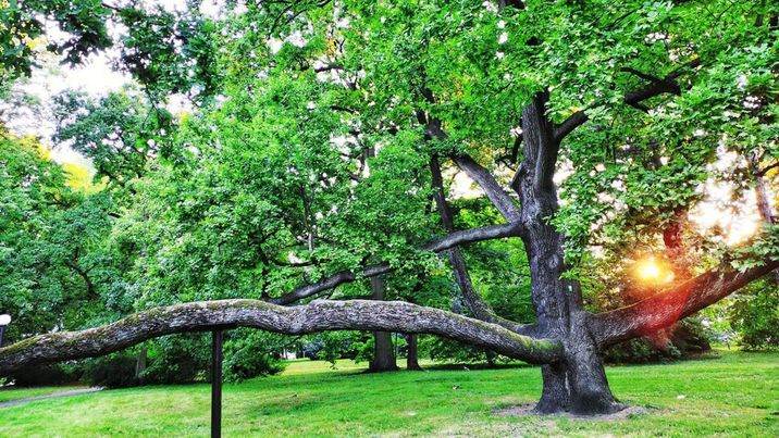 Дерево з Польщі перемогло на конкурсі вже утретє. Цього разу тріумфував 180-річний дуб "Фабрикант", що росте у Лодзі. Фото Klub Gaja.