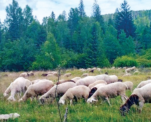 На полонині вівці споживають екологічно чисту траву.