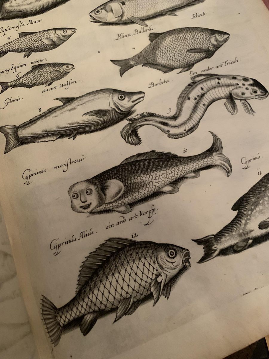 Реальні та міфологічні риби на сторінках енциклопедії