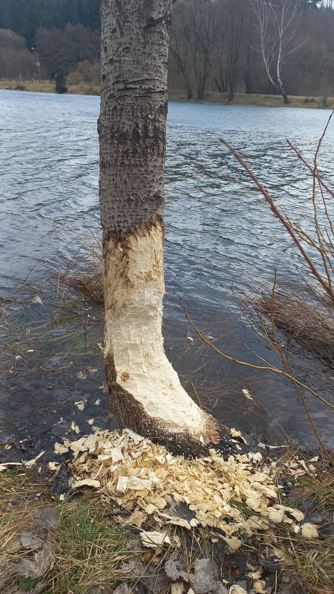 Такі «автографи» зубастики поставили на деревах біля озера у місті Сколе. Фото Олекси Тренича.