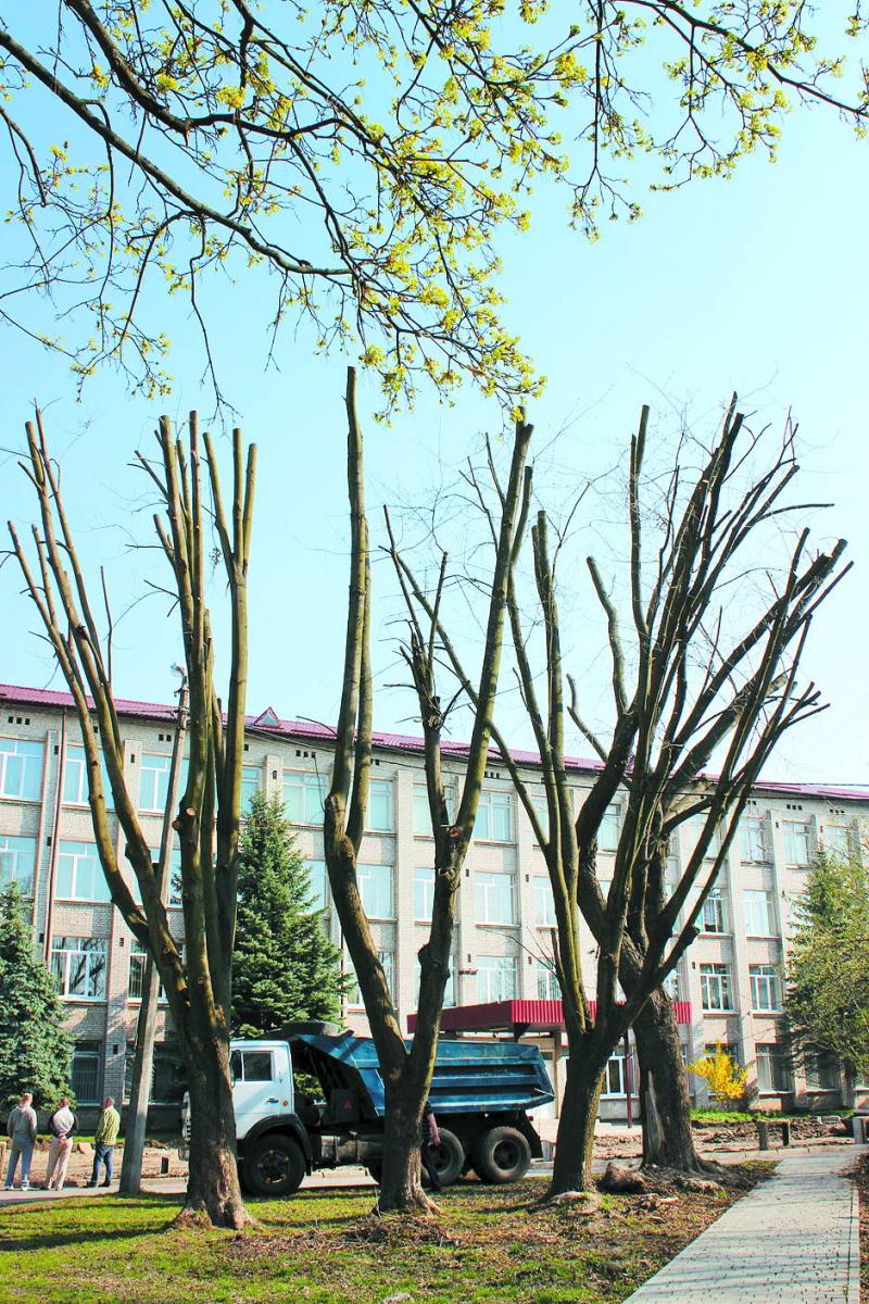 Так потворно виглядають сьогодні дерева біля львівської школи № 32