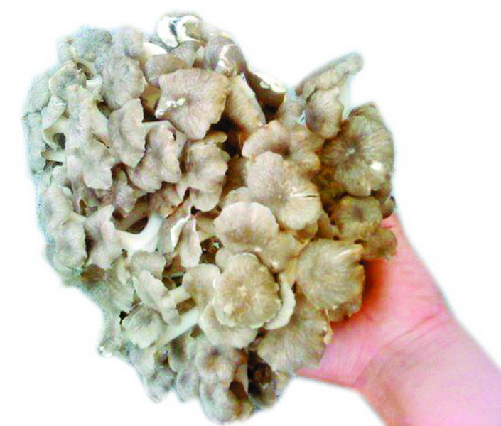 Опис грибів баранячих ріжків