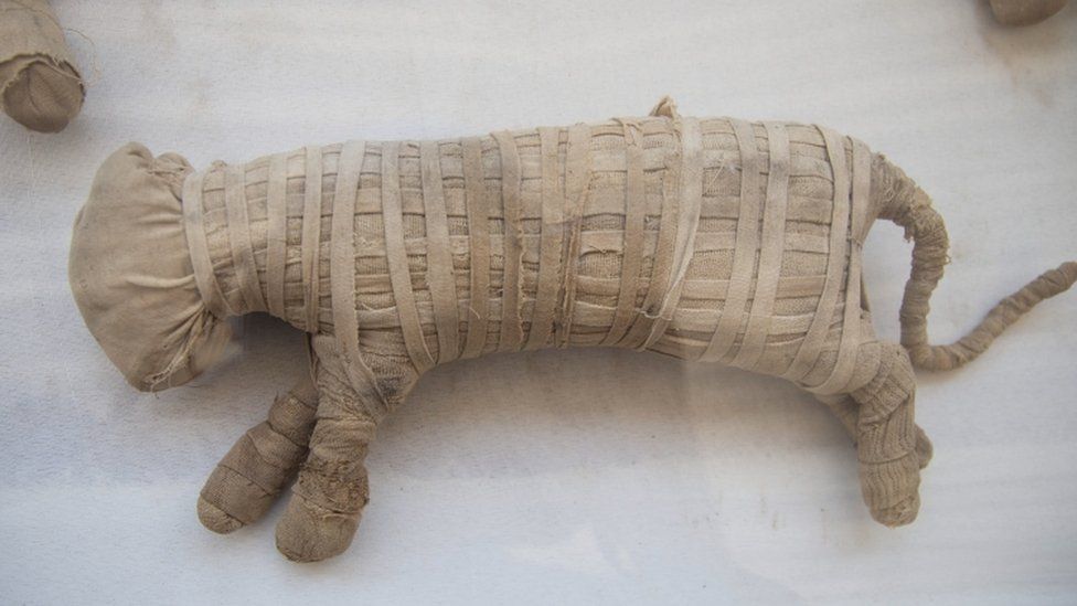 Археологи припускають, що дві муміфіковані тварини - левенята 