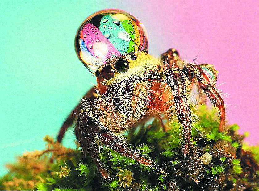 Краплинка роси на голові павука виглядає як корона... Фото з відкритих джерел