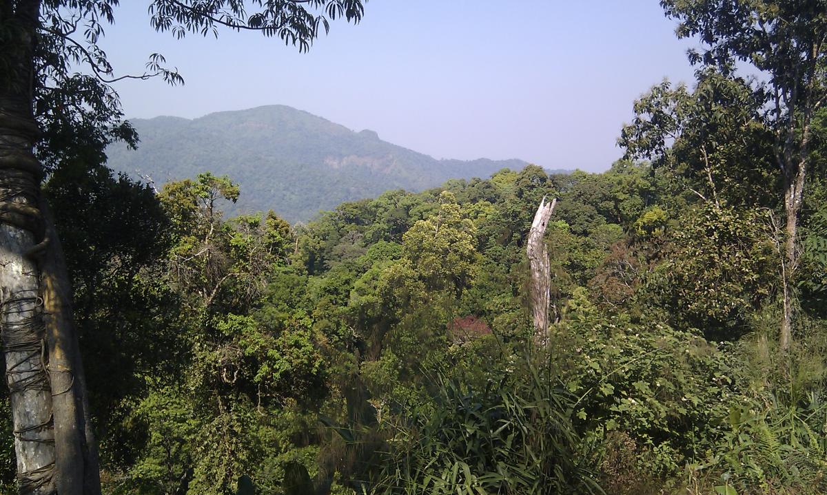 Лісовий комплекс Каенг Крачан. Фото з відкритих джерел