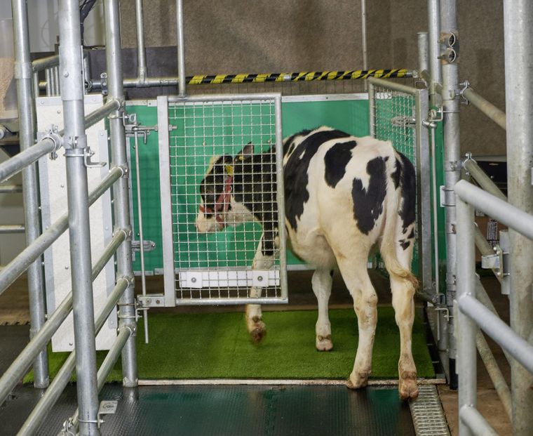 Тварина заходить до спеціального "туалету" Фото: Farm Animal Biology