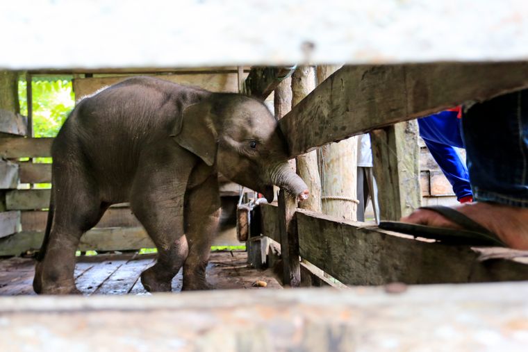 Суматранське слоненя з Індонезії. Фото: AP