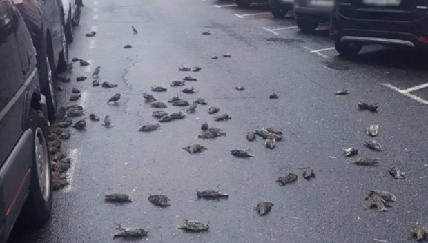 Усього поблизу лікарні були знайдені 127 мертвих птахів. Фото Twitter.