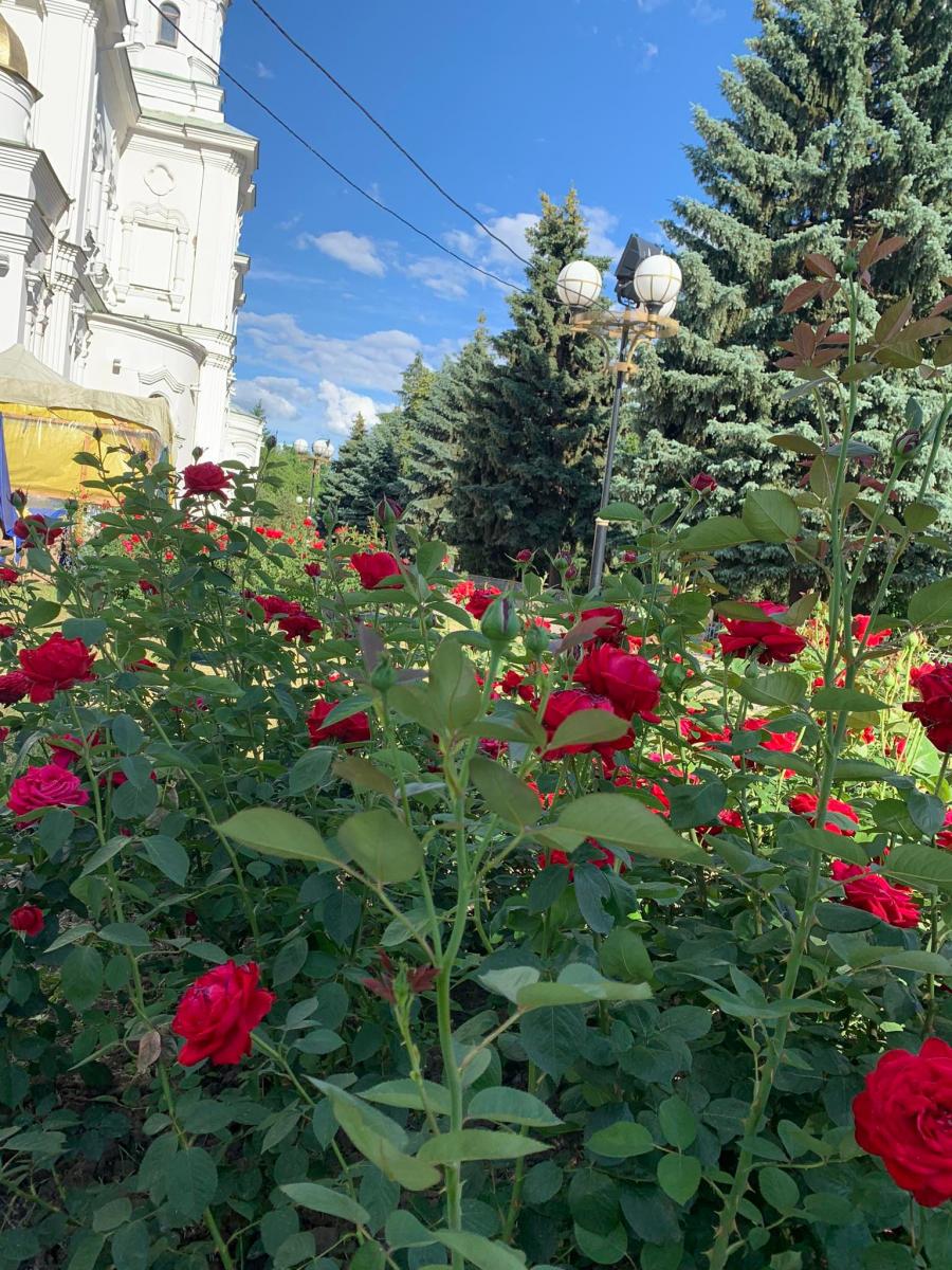 Полтава - місто-клумба червоних троянд