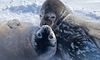Мирко та Мрія: українські полярники показали, як підросли маленькі тюлені (ФОТО)