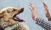 На Львівщині зафіксували випадок захворювання на сказ у домашньої собаки