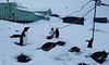 Українські полярники показали сніжні рови в Антарктиді (ВІДЕО)