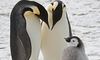 В Антарктиді знайшли невідомі раніше колонії імператорських пінгвінів (ФОТО)