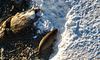 Полярники показали, як тюлень-крилеїд полює на їжу біля станції «Вернадського» (ВІДЕО)