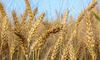 У світі різко подорожчала пшениця, — ЗМІ