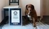 30-річного Бобі офіційно внесли до Книги рекордів Гіннеса, як найстарішого собаку