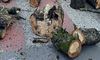 Перекинувся причеп із дровами: у Самбірському районі трагічно загинула дитина