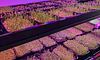 Горошок, пшениця, салат: львівські школярі вирощують мікрозелень
