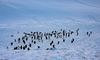 Полярники станції «Вернадського» показали нових пінгвінів