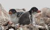 Пінгвіни в Антарктиді уже годують дитинчат (ВІДЕО)