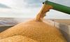 Виробництво пшениці у 23−24 роках в Україні зменшиться на 21%