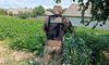 На Житомирщині прикордонники виявили незаконний посів нарковмісних рослин