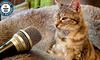 У Великій Британії кішка встановила світовий рекорд із найгучнішого муркотіння