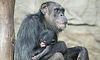 За малюком рідкісного шимпанзе доглядає все стадо