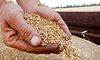 Індія планує купувати у росії пшеницю зі знижкою, — ЗМІ